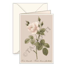 Biglietti auguri avorio – Rosa bianca