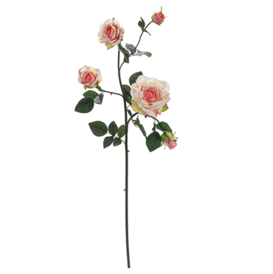 Tralcio di rose – Rosa