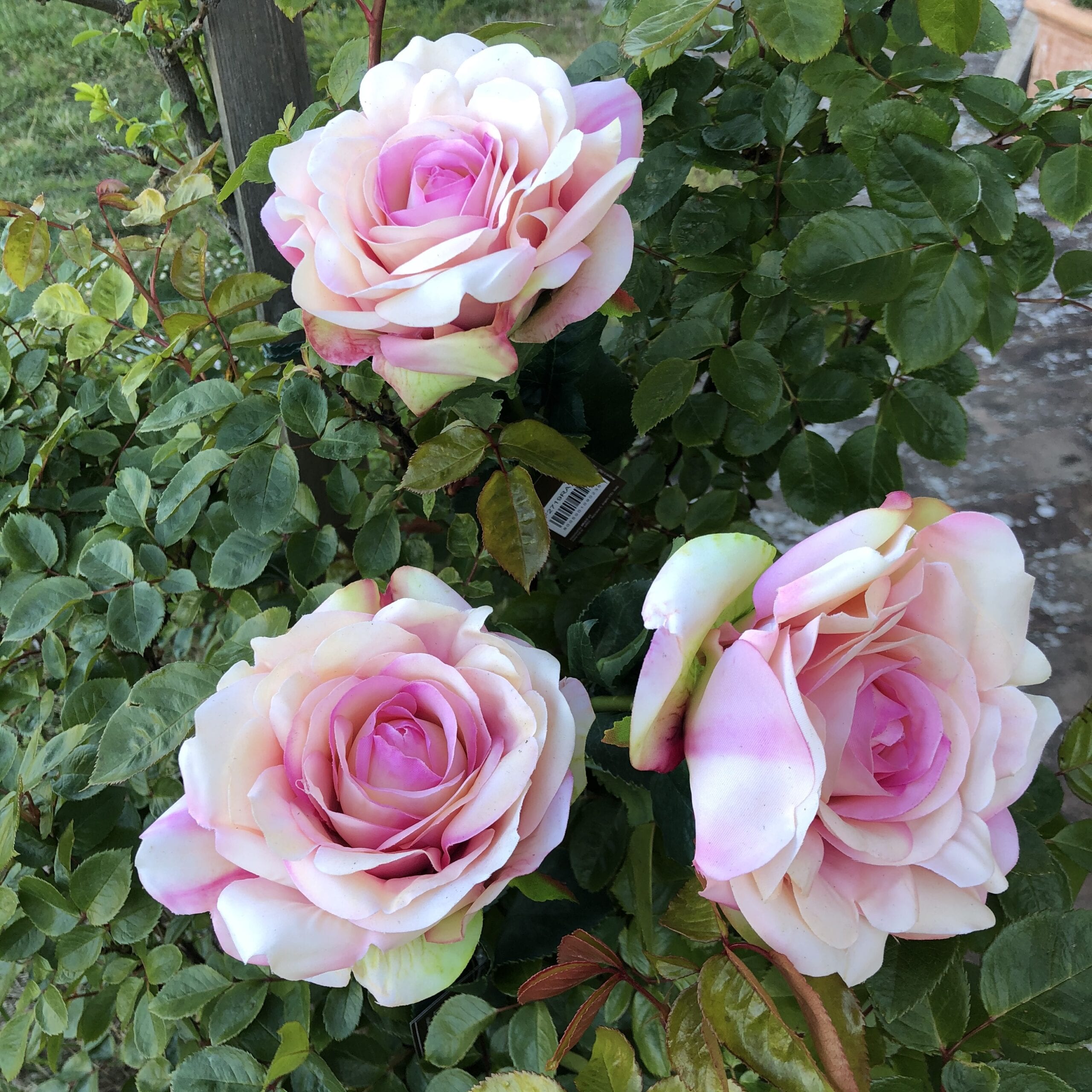Rosa inglese maxi – Rosa